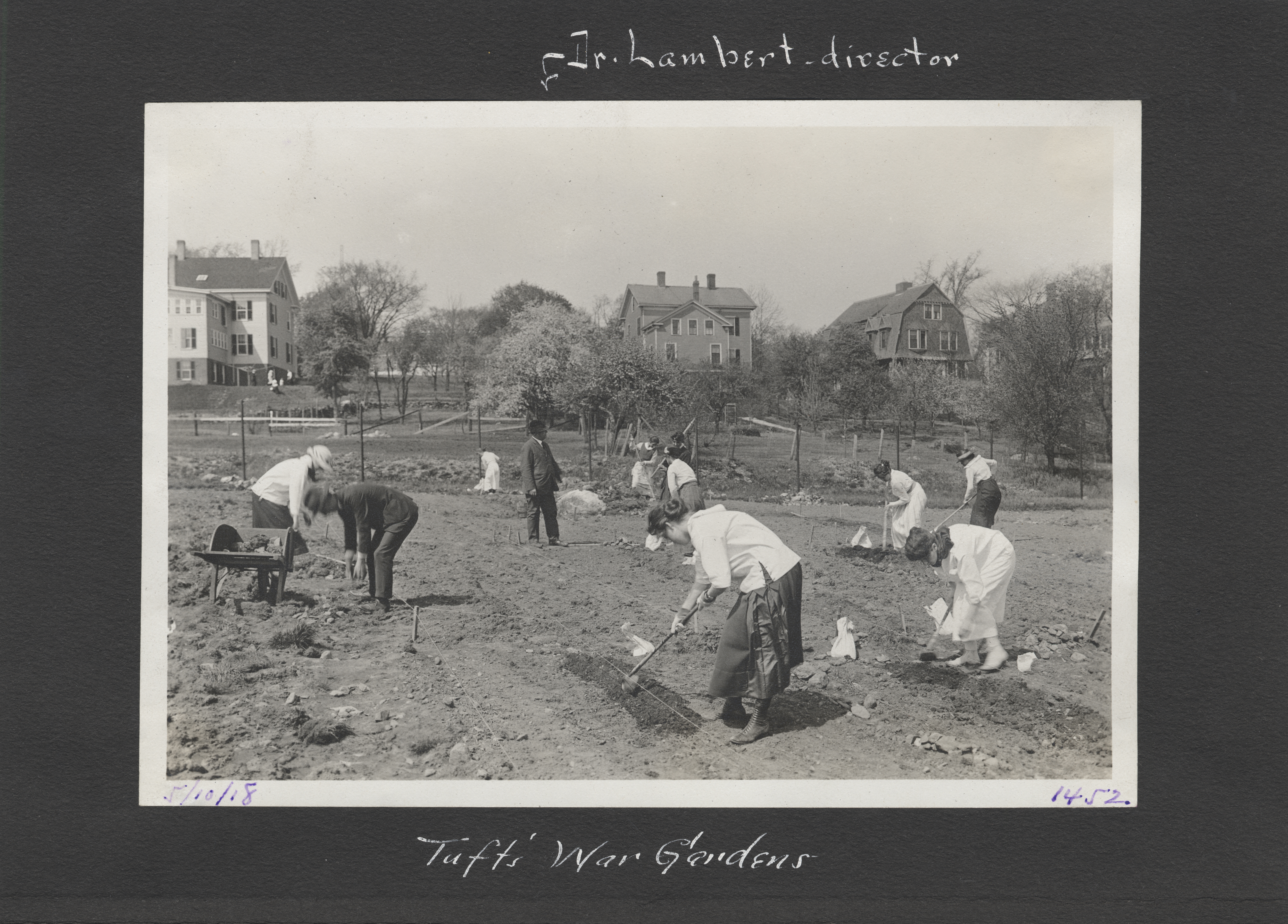 Tufts war gardens